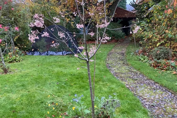 A lawn with a sapling tree in the foreground, having had lots of leaves cleared away