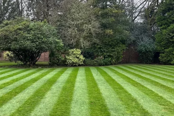 A large striped lawn with a mixture of trees and shrubs in the background