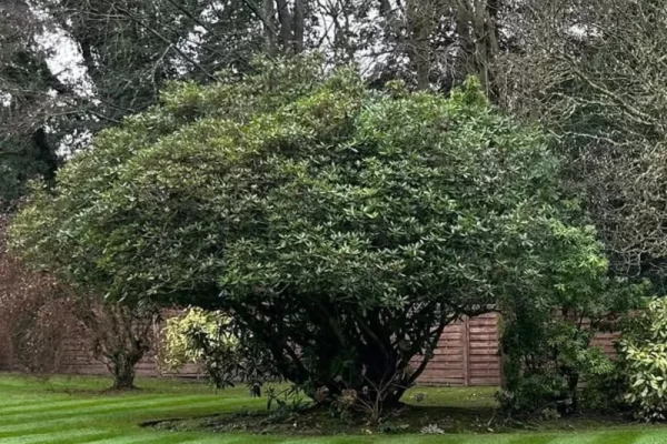 A small tree